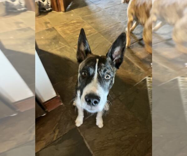 Medium Photo #8 Mutt Puppy For Sale in MIDWAY, UT, USA