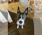 Small #7 Mutt