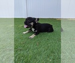 Small Photo #6 French Bulldog Puppy For Sale in NORTH HILLS, CA, USA