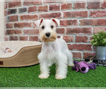 Small #4 Schnauzer (Miniature)