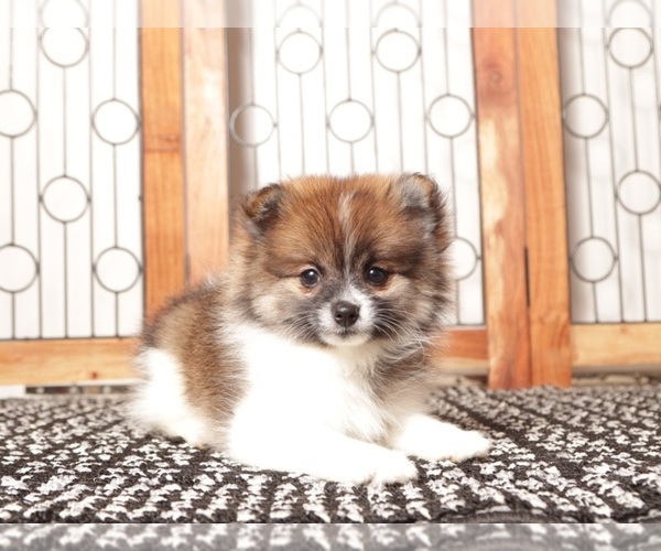 Medium Photo #4 Pomeranian Puppy For Sale in NAPLES, FL, USA