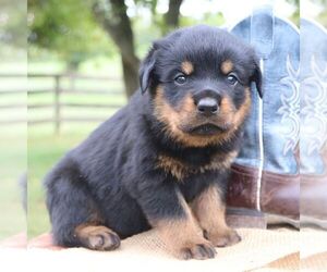 Rottweiler Puppy for sale in CHAMBERSBURG, PA, USA