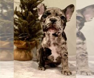 French Bulldog Puppy for sale in MYRTLE BEACH, SC, USA