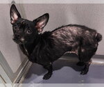 Small #2 Chihuahua