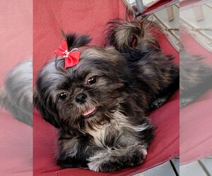 Shih Tzu Puppy for sale in MIDWAY, GA, USA