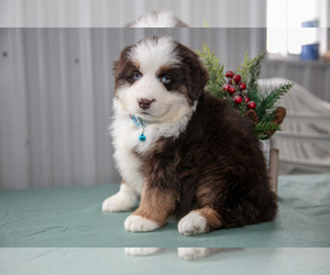 Australian Shepherd Litter for sale in MILLERSBURG, OH, USA