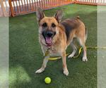 *RAYNE - Male German Shepherd Dog-Unknown Mix Dog for Adoption - Small photo