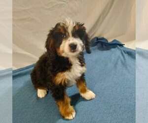 Bernedoodle Puppy for sale in FREDONIA, PA, USA