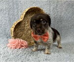 Small #3 Chihuahua Mix