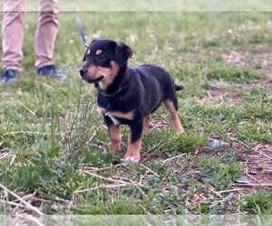 Border Collie-Unknown Mix Puppy for sale in LANCASTER, PA, USA