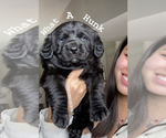 Puppy 2 Miniature Labradoodle