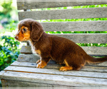 Small #2 Dachshund