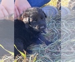 Small Photo #26 German Shepherd Dog Puppy For Sale in AURORA, SD, USA