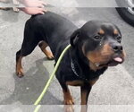 Small Rottweiler