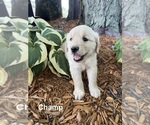 Small #2 Golden Retriever