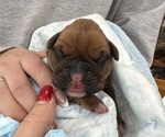 Small #4 Boxer