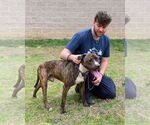Small #1 American Pit Bull Terrier