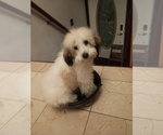 Small Goldendoodle mix (+ Poodle Miniature)