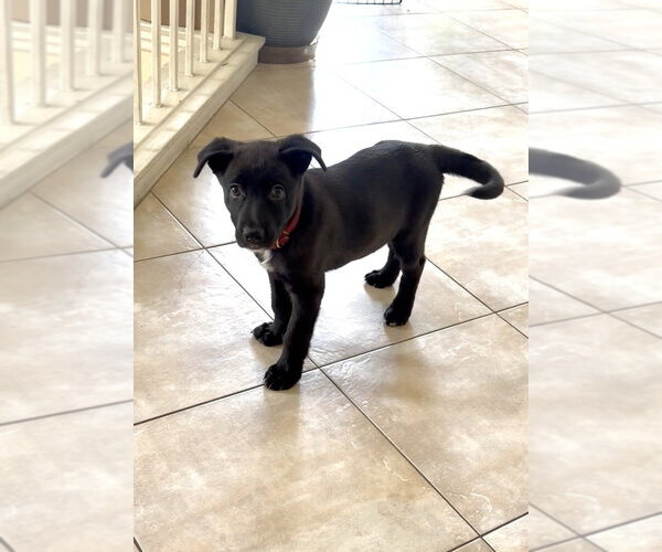 Medium Photo #4 German Shepherd Dog-Unknown Mix Puppy For Sale in Dana Point, CA, USA