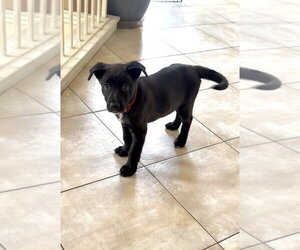 Moxie - Female German Shepherd Dog-Unknown Mix Dog for Adoption - Photo #4