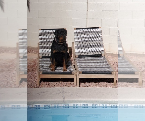 Medium Photo #1 Rottweiler Puppy For Sale in NORTH LAS VEGAS, NV, USA