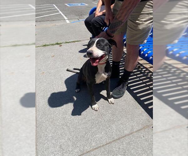 Medium Photo #1 American Pit Bull Terrier Puppy For Sale in Stockton, CA, USA