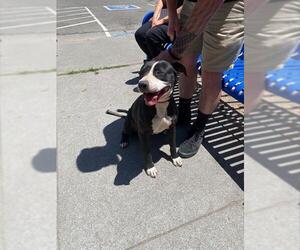American Pit Bull Terrier Dogs for adoption in Stockton, CA, USA