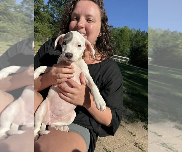 Medium Photo #8 Mutt Puppy For Sale in Wenonah, NJ, USA