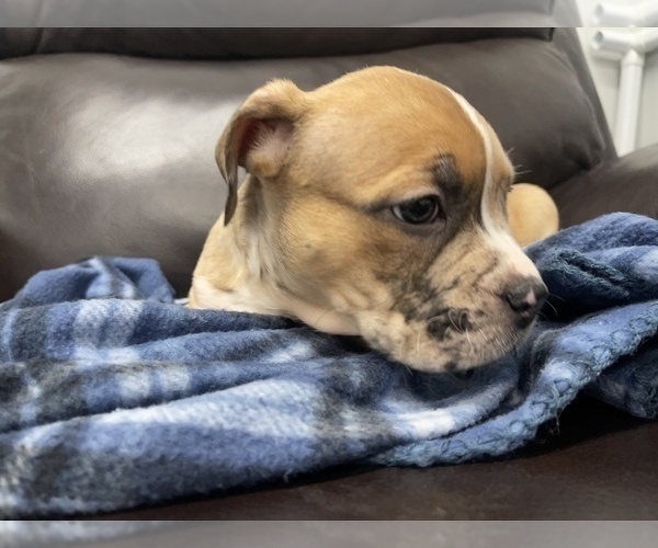 Medium Photo #55 American Bully Puppy For Sale in REESEVILLE, WI, USA