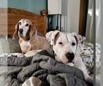 Small #9 Boxer Mix