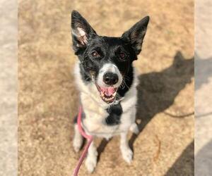 Border Collie Dogs for adoption in Aurora, CO, USA