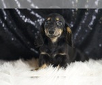 Small #4 Dachshund