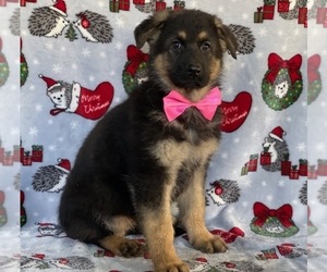 German Shepherd Dog Puppy for sale in LANCASTER, PA, USA