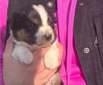 Puppy Tucky Border Collie-English Shepherd Mix
