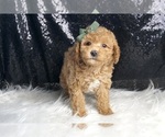 Small Photo #50 Goldendoodle (Miniature) Puppy For Sale in WARSAW, IN, USA