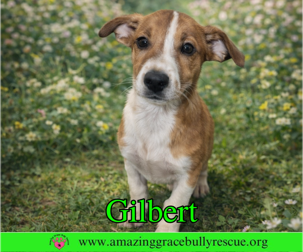 Medium Photo #1 Chiweenie Puppy For Sale in Pensacola, FL, USA