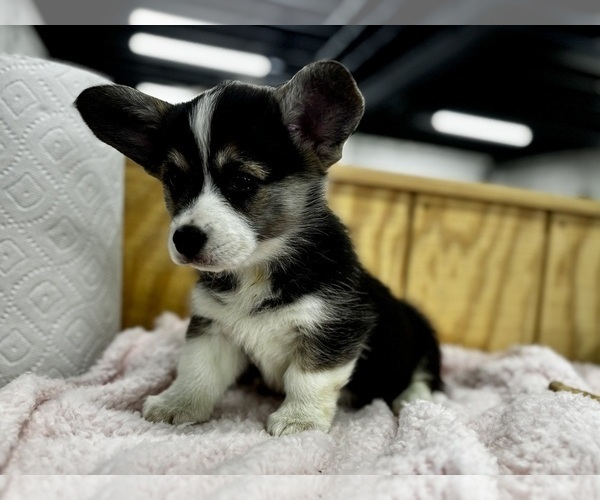 Medium Photo #5 Pembroke Welsh Corgi Puppy For Sale in COBLESKILL, NY, USA
