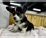 Small #4 Pembroke Welsh Corgi