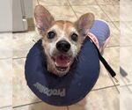 Small #23 Chihuahua Mix
