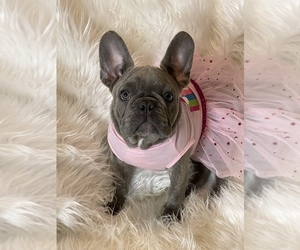 French Bulldog Puppy for sale in MIAMI, FL, USA