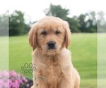Small #4 Golden Retriever