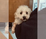 Small Maltipoo (Miniature)