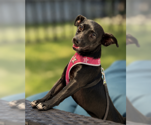 Maya Rose - Female Dachshund Dog for Adoption - Photo #3
