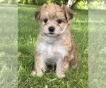Small #7 Morkie