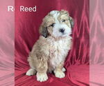 Small Photo #4 Bernedoodle Puppy For Sale in CANON CITY, CO, USA