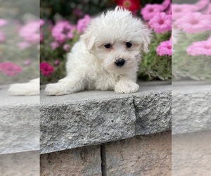 Bichon Frise Puppy for sale in CANOGA, NY, USA