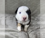 Small Photo #73 Australian Shepherd Puppy For Sale in SALISBURY, NC, USA