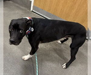 Mutt Dogs for adoption in Forestville, MD, USA