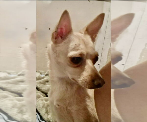 Medium Photo #4 Chihuahua-Unknown Mix Puppy For Sale in San Diego, CA, USA