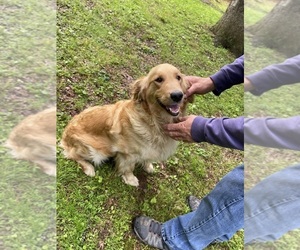 Father of the Golden Retriever puppies born on 05/12/2025
